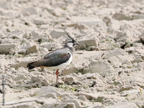 lapwing on the ground