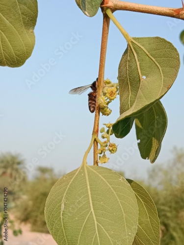 Honey Bee collect nectar from Ziziphus mauritiana flower or honey Bee on flower of Indian jujube  photo