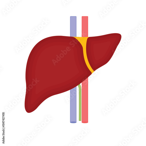 Human liver icon. Flat illustration of human liver vector icon for web design