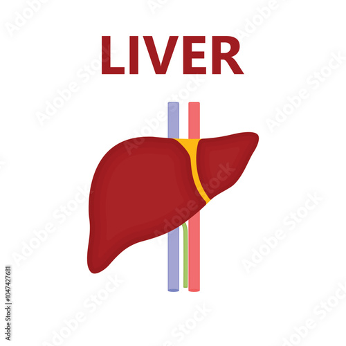 Human liver icon. Flat illustration of human liver vector icon for web design