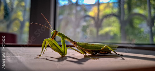 Large green praying mantis.
A large green grasshopper is a female praying mantis. photo