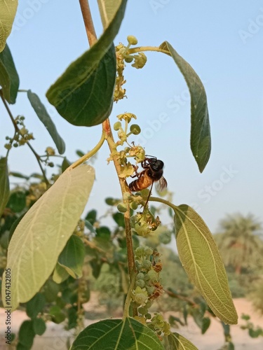 Honey Bee collect nectar from Ziziphus mauritiana flower or honey Bee on flower of Indian jujube  photo