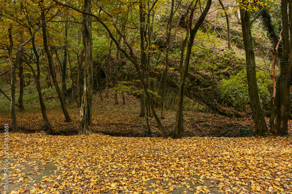 Obraz premium Autumn forest with fallen yellow leaves