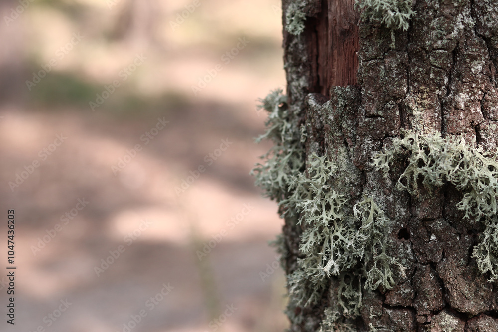Oak trunk covered with lichen. Cracked oak bark close-up and lichen. Drying of the tree. Damaged bark on the tree trunk, details. Oak moss (Evernia prunastri) Oak trunk covered with lichen. Cracked oak bark close-up and lichen. Drying of the tree. Damaged bark on the tree trunk, details. Oak moss (Evernia prunastri)