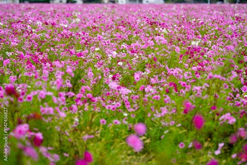 コスモス畑が一面ピンクに染まる秋の景色