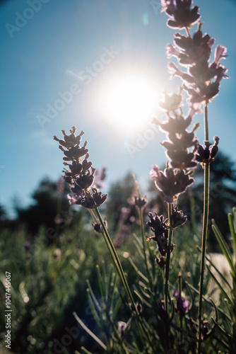 flowers in the wind