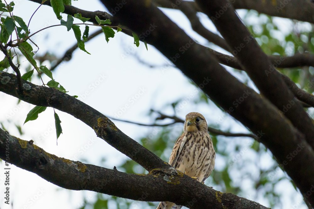 A brown european kestrel (Falco tinnunculus) sitting on a branch in a tree A brown european kestrel (Falco tinnunculus) sitting on a branch in a tree