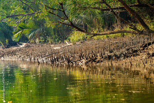 Sundarban