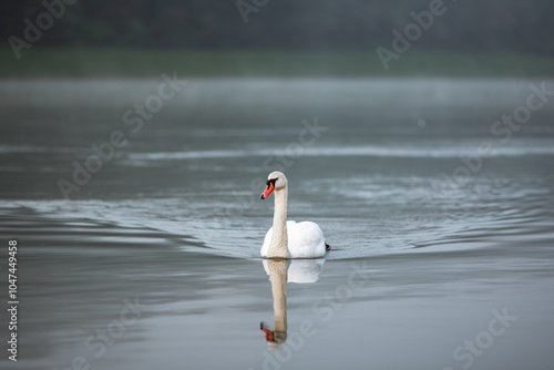 Fototapeta Naklejka Na Ścianę i Meble -  A white swan swimming in water in the river Drava in Maribor. It's an wild animal