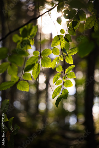 Feuillage branchages arbre nature forêt photo