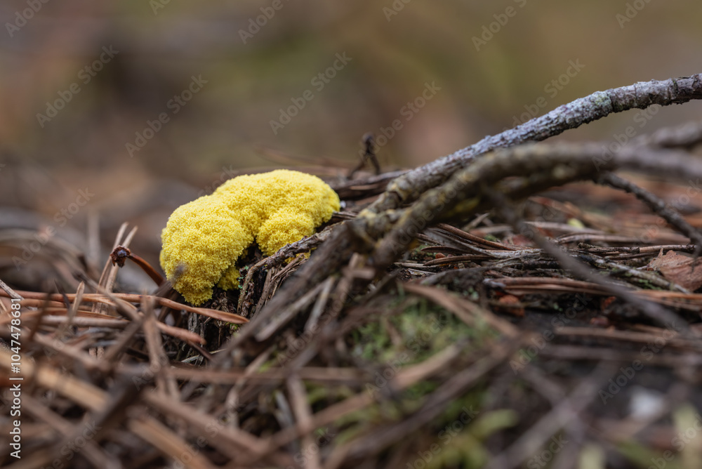 Probably Fuligo Septica fungus commonly known as scrambled egg slime or flowers of tan in the pine forest in Latvia Probably Fuligo Septica fungus commonly known as scrambled egg slime or flowers of tan in the pine forest in Latvia