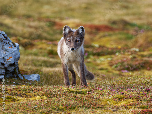 Arctic Fox Cub during the Summer, Gnålodden, Hornsund fjord, Spitzbergen, Svalbard