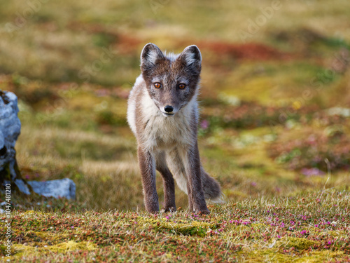 Arctic Fox Cub during the Summer, Gnålodden, Hornsund fjord, Spitzbergen, Svalbard photo