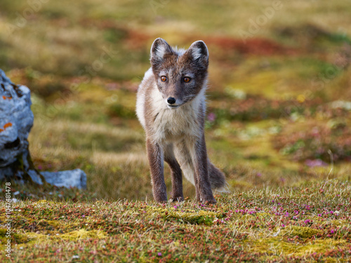 Arctic Fox Cub during the Summer, Gnålodden, Hornsund fjord, Spitzbergen, Svalbard
