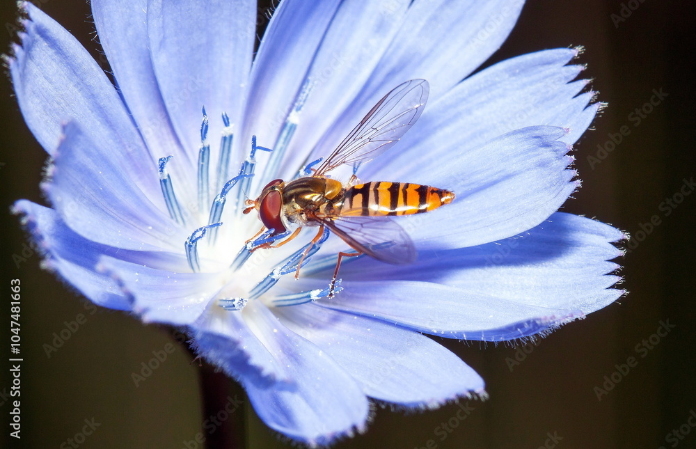 bee on flower bee on flower