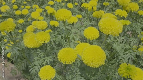 marigold flower garden, Flowers in Hinduism of India, yellow flowers