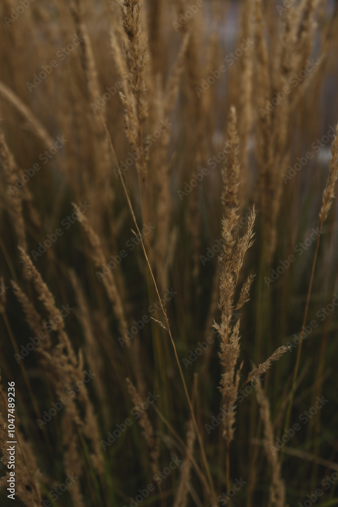 Fototapeta premium ears of wheat
