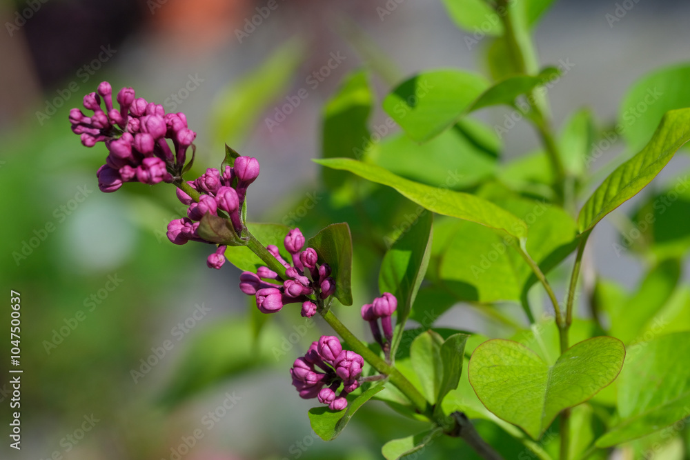 A vibrant bunch of pink flowers is flourishing beautifully on a bush, showcasing their lovely colors in the natural environment A vibrant bunch of pink flowers is flourishing beautifully on a bush, showcasing their lovely colors in the natural environment