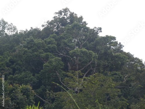 forest, nature, tree, mountain, landscape, green, trees, sky, hill, view, mountains, summer, park, valley, jungle, wood, travel, tropical, leaf, scenic, grass, rainforest, environment, road, river