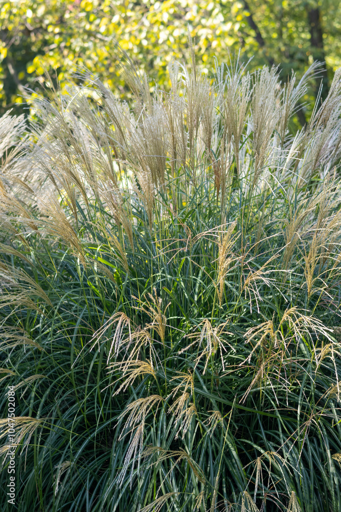 Miscanthus sinensis, the eulalia or Chinese silver grass, is a species of flowering plant in the grass family Poaceae, native to eastern Asia throughout most of China, Japan, Taiwan and Korea. Miscanthus sinensis, the eulalia or Chinese silver grass, is a species of flowering plant in the grass family Poaceae, native to eastern Asia throughout most of China, Japan, Taiwan and Korea.