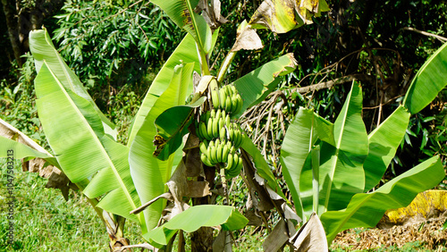 banana plant on zanzibar island