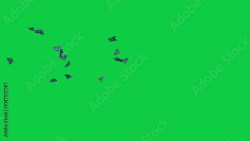4 Melissa Blue Butterflies Swarms Animation - Overlay Graphic Element Green Screen