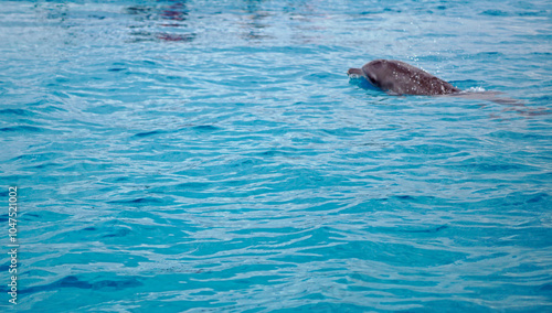 dolphin at mnemba island near zanzibar photo