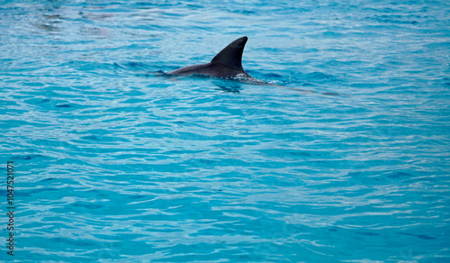 dolphin at mnemba island near zanzibar photo