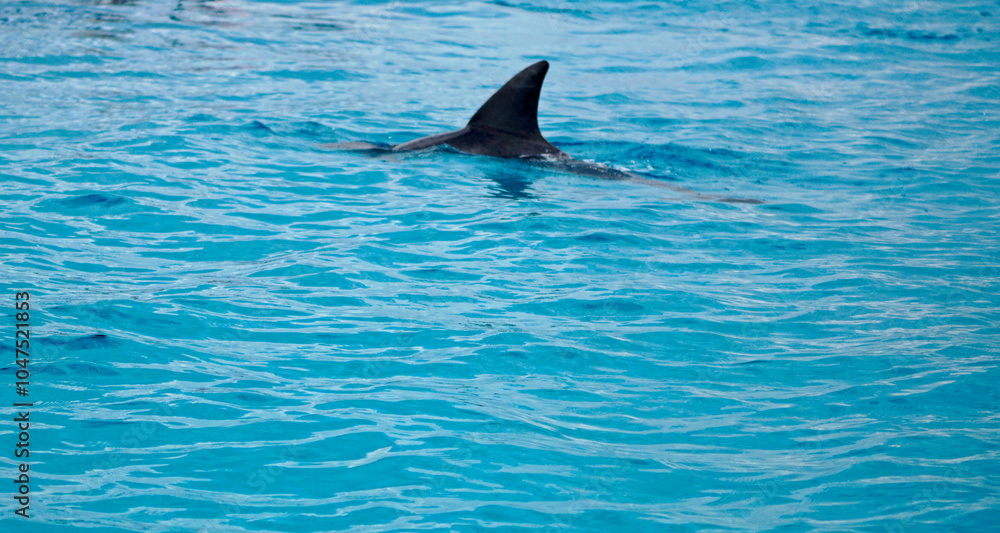 Fototapeta premium dolphin at mnemba island near zanzibar