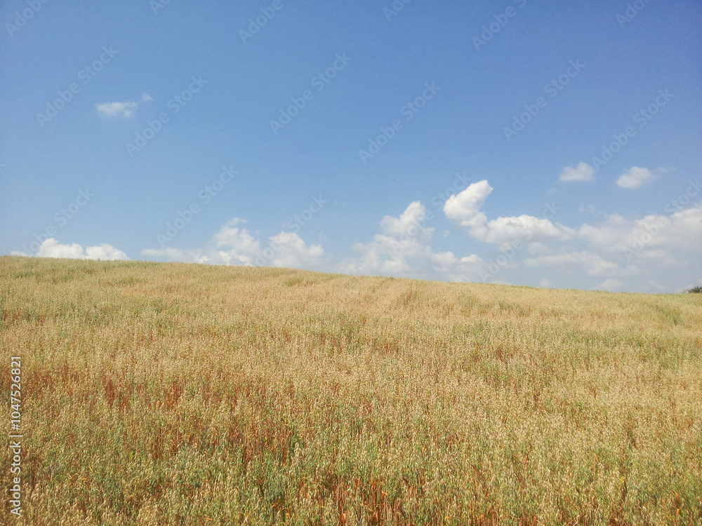 wheat field and blue sky wheat field and blue sky