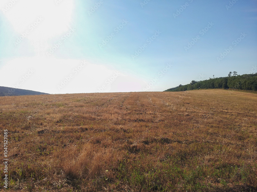 Fototapeta premium rainbow over the field