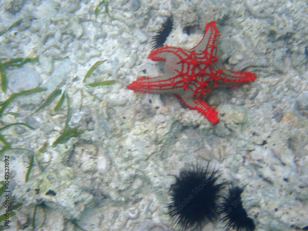 starfish at the coast of zanzibar starfish at the coast of zanzibar