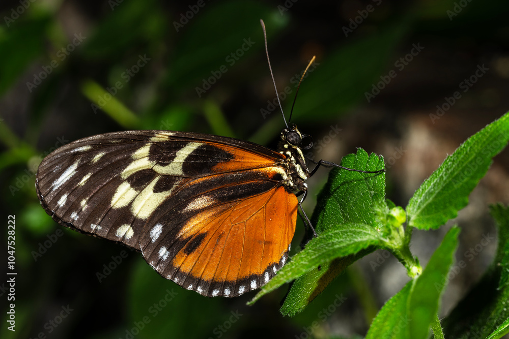 Fototapeta premium Tiger Longwing Butterfly