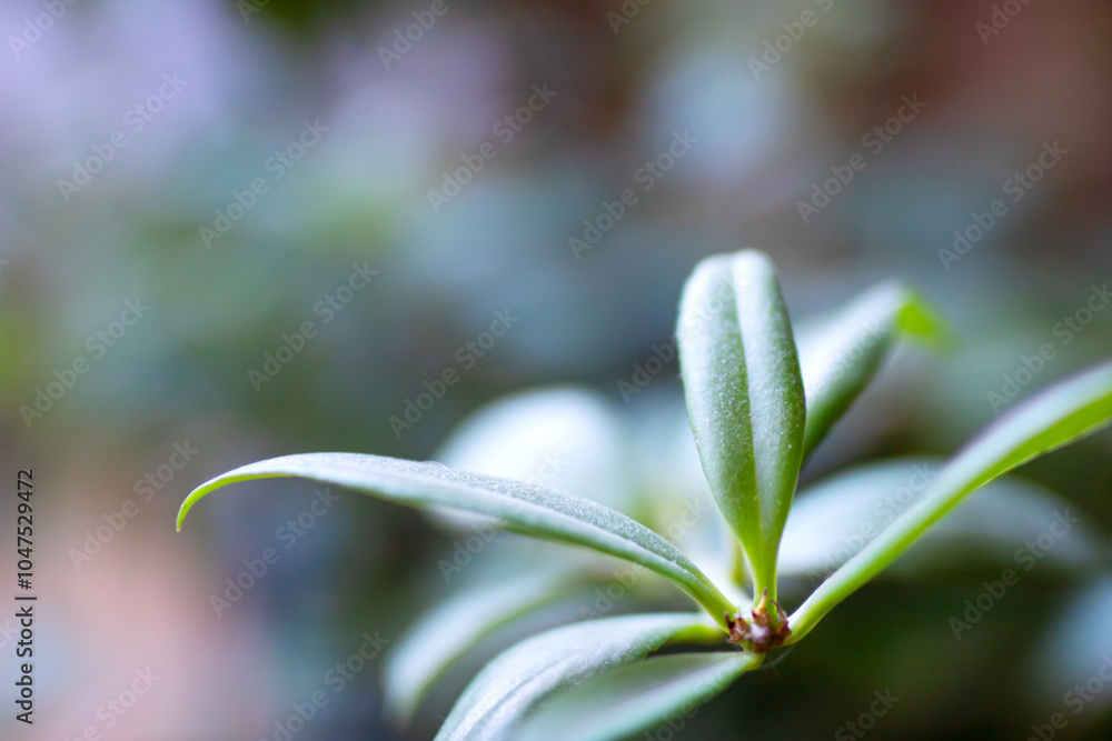 A closeup view of a beautiful plant with a blurred background A closeup view of a beautiful plant with a blurred background