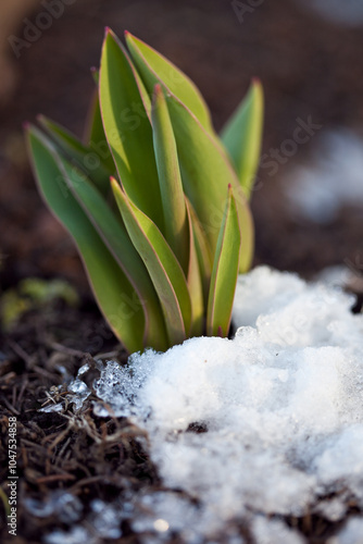 Wallpaper Mural first spring plants appearing from the melting snow in warm spring sunshine Torontodigital.ca