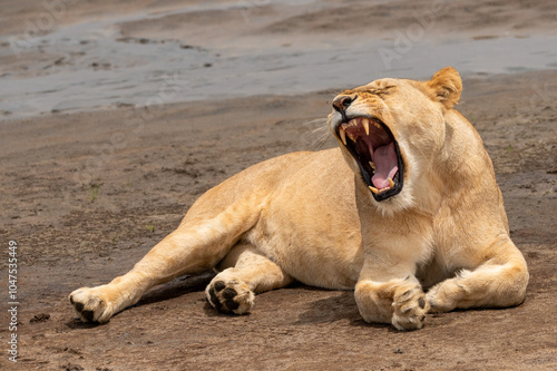 beautiful lioness lying on the riverbank and yawning with her mouth wide open in tanzania photo