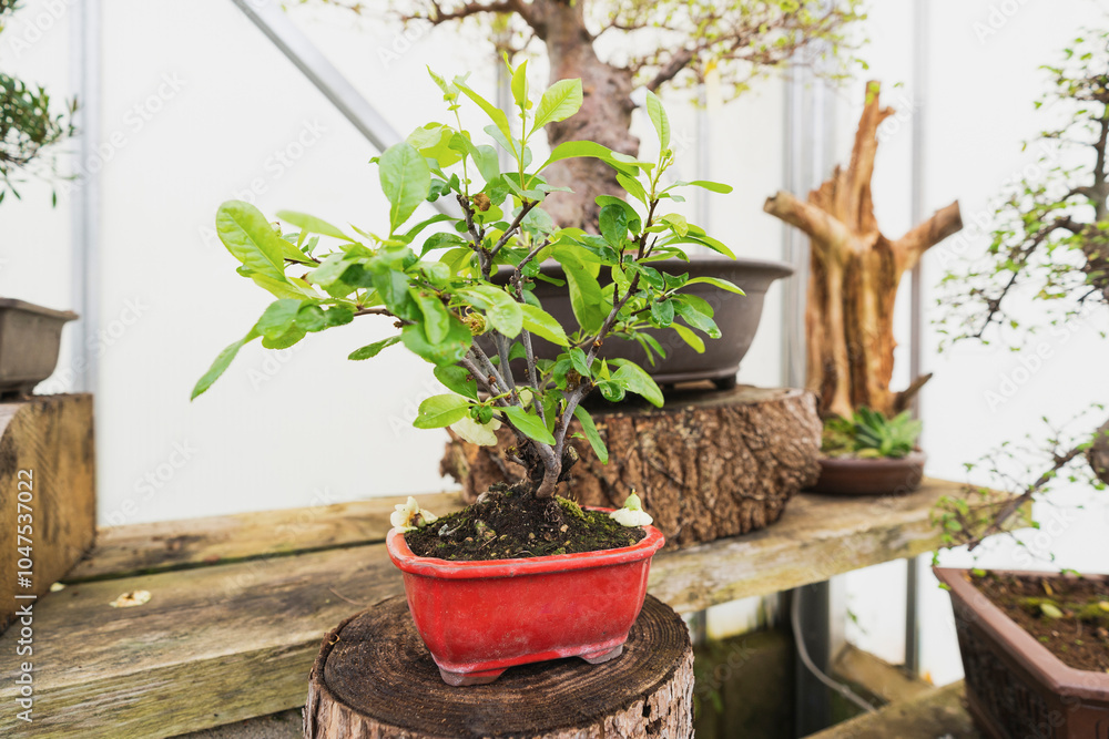 Bonsai miniature tree in a ceramic pot Bonsai miniature tree in a ceramic pot