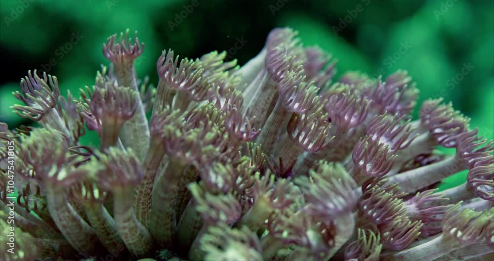 Beautiful Goniopora or Flower Pot Coral Polyps swaying the current of the salt water reef aquarium Beautiful Goniopora or Flower Pot Coral Polyps swaying the current of the salt water reef aquarium