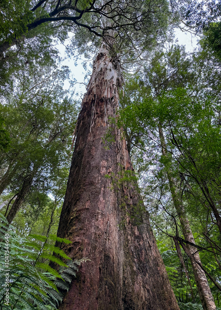 Fototapeta premium Tall Swamp Gum Eucalyptus Tree At The Great Otway National Park In Australia