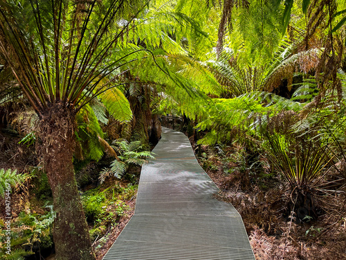 Raised Path Through Ferns At Cape Otway National Park photo