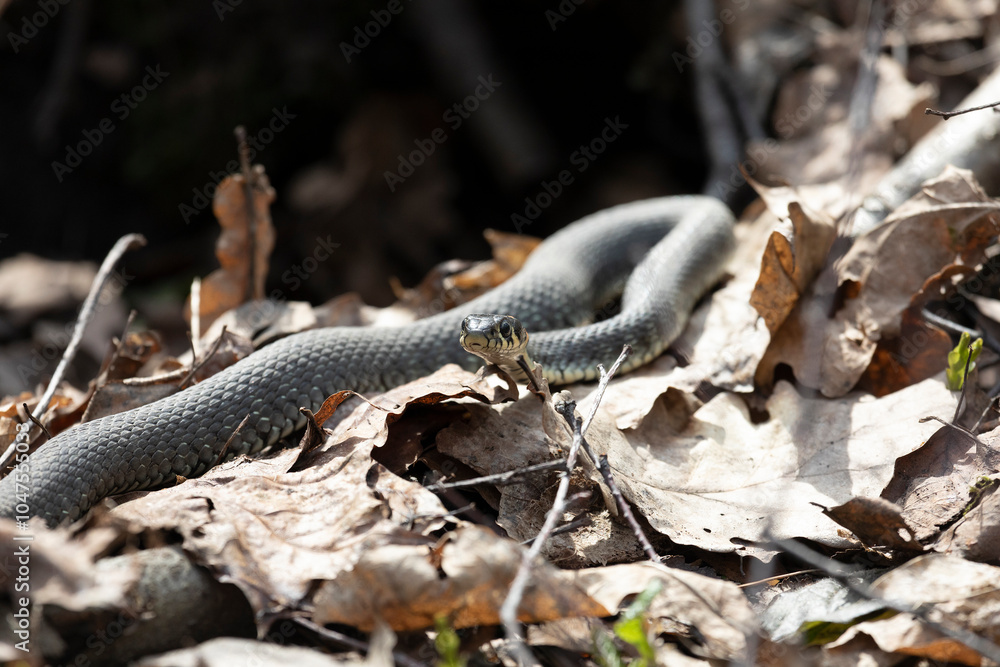 Naklejka premium Grass snakes lies on old foliage. Close up
