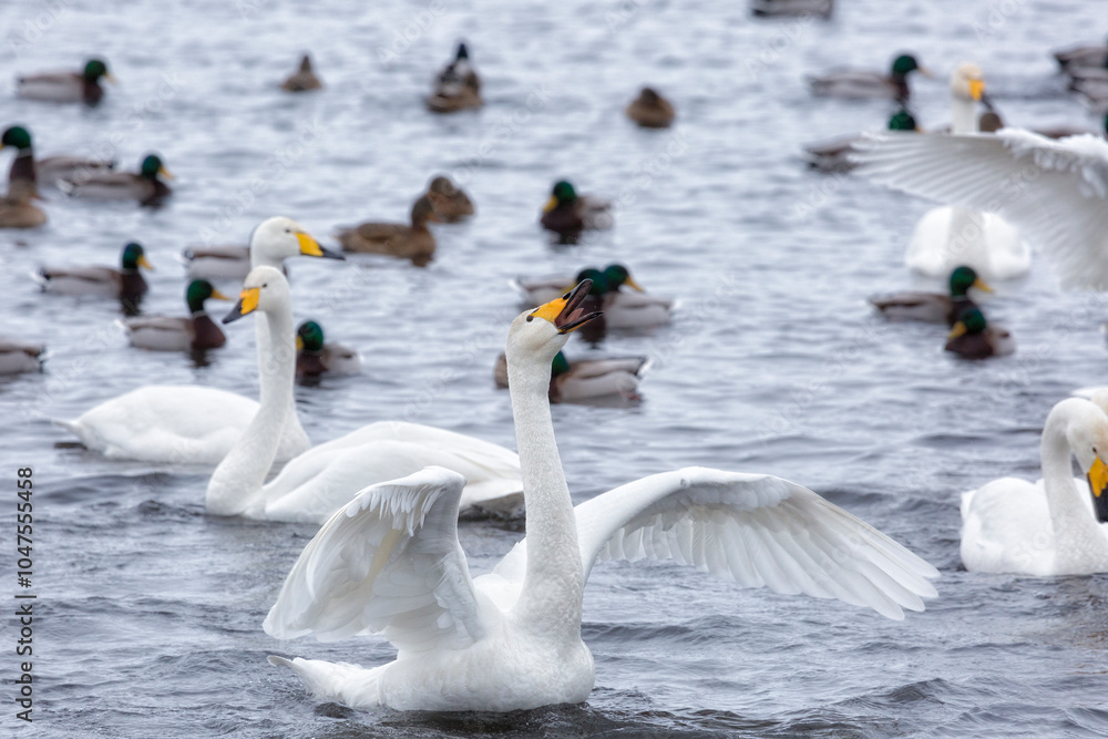 A flock of Whooper swan and ducks wintering on the thermal lake Svetloe (Lebedinoe), Altay, Russia A flock of Whooper swan and ducks wintering on the thermal lake Svetloe (Lebedinoe), Altay, Russia