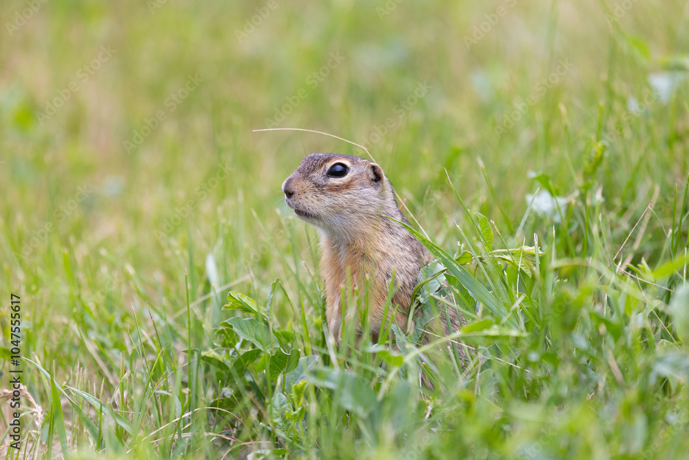 Speckled ground squirrel animal stands on its hind legs Speckled ground squirrel animal stands on its hind legs