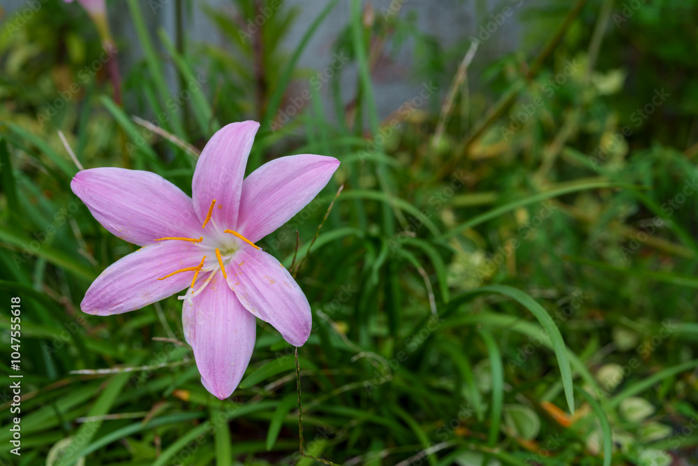 公園の花壇に咲くサフランモドキ 公園の花壇に咲くサフランモドキ