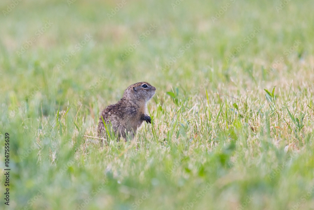 Speckled ground squirrel animal stands on its hind legs Speckled ground squirrel animal stands on its hind legs