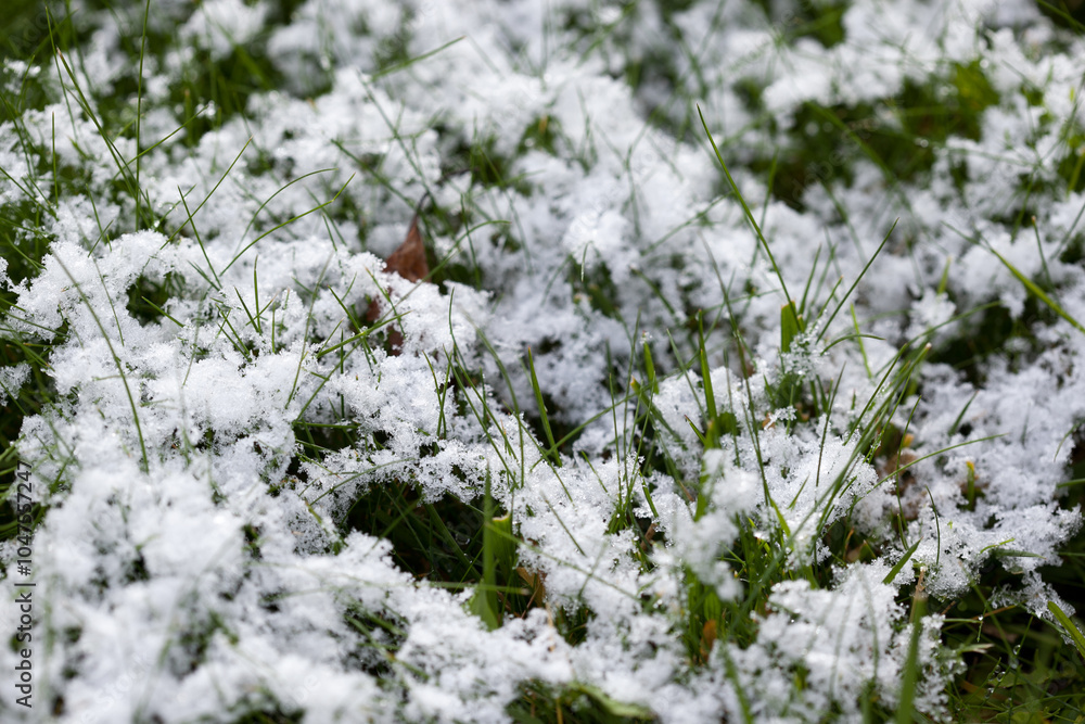 green grass covered with first snow, mild sunshine, closeup image of a snowy lawn green grass covered with first snow, mild sunshine, closeup image of a snowy lawn