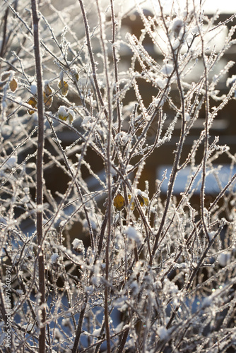 bare tree branches covered with sparkling frost in winter cold sunshine