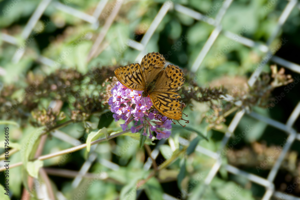 Silver-washed Fritillary (Argynnis paphia) butterfly sitting on summer lilac in Zurich, Switzerland Silver-washed Fritillary (Argynnis paphia) butterfly sitting on summer lilac in Zurich, Switzerland
