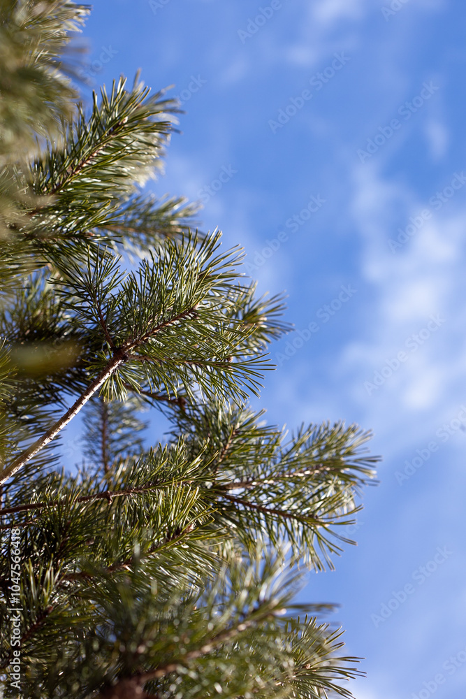 pine branches against blue sky on a sunny summer day pine branches against blue sky on a sunny summer day