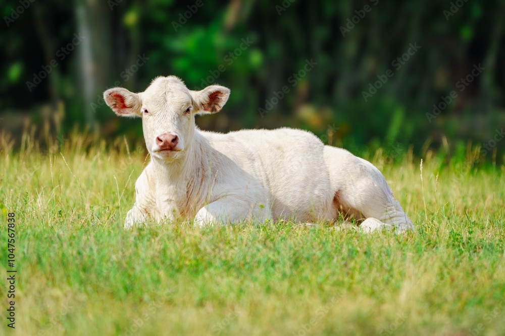 A serene white cow rests peacefully on a vibrant green pasture under a bright blue sky. The cows gentle demeanor adds charm to the picturesque landscape, showcasing natures beauty. A serene white cow rests peacefully on a vibrant green pasture under a bright blue sky. The cows gentle demeanor adds charm to the picturesque landscape, showcasing natures beauty.